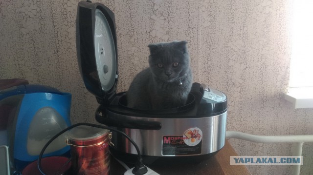 Наш засранец