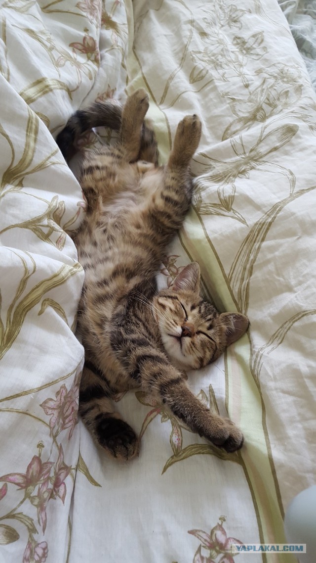 Котовторник 16.02.16