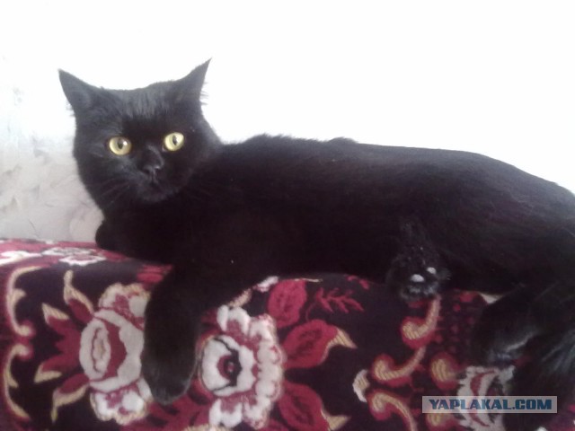 Котовторник 15.03