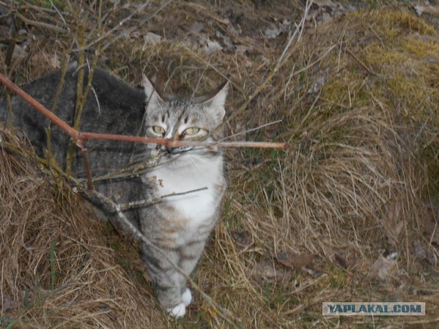 Жизнь домашнего приюта для котеек 108