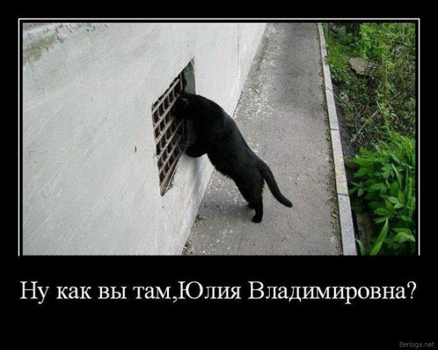 Демы к котовторнику!