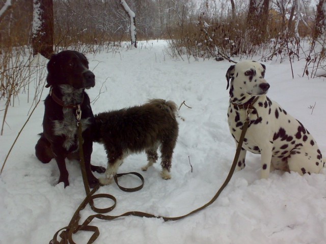 Не одна я буратино