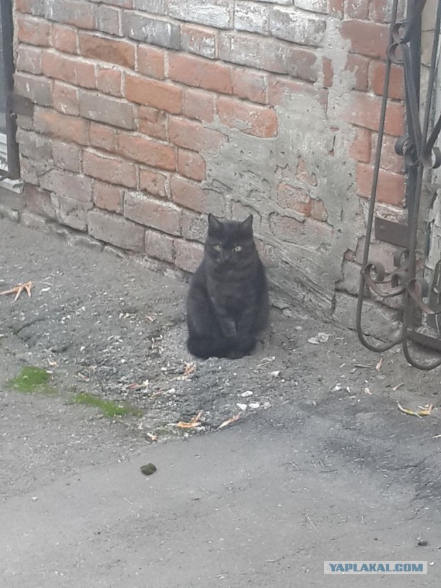 Кошки, которых я встретил на своем пути:)