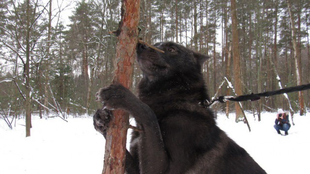 Снег. Лес. Волки. Фотоаппарат.