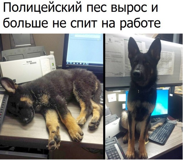 Забавные картинки вразнобой