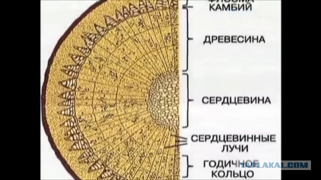 Российские математики доказали осмысленность манускрипта Войнича