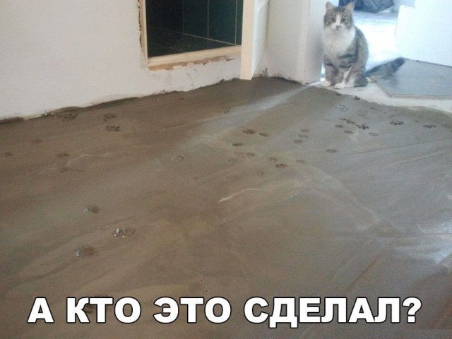 Коты и Кошки