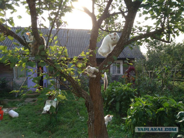 Жизнь домашнего приюта для котеек 184