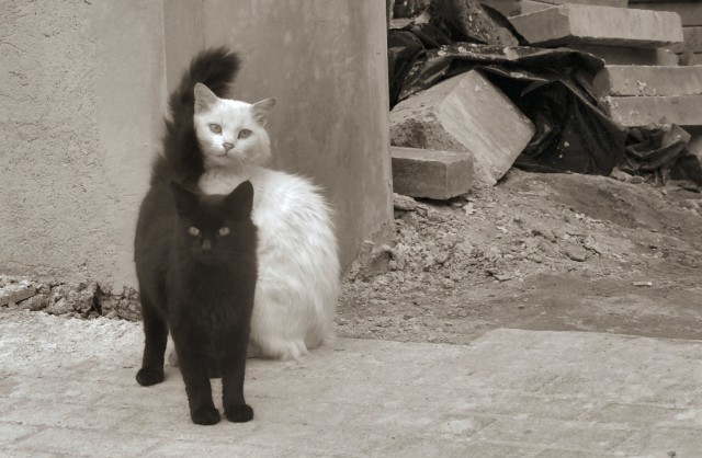 Коты и Кошки