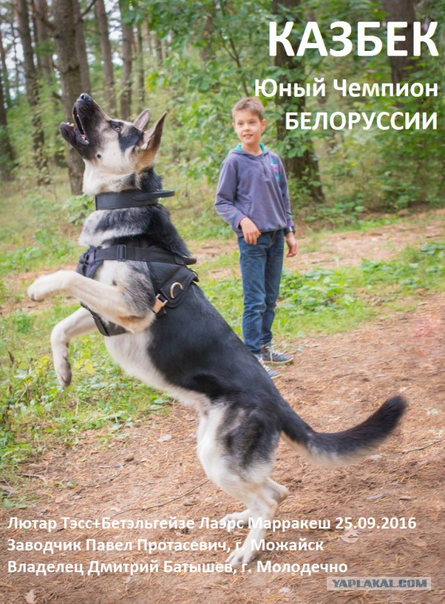 Собакочетверг, было-стало)