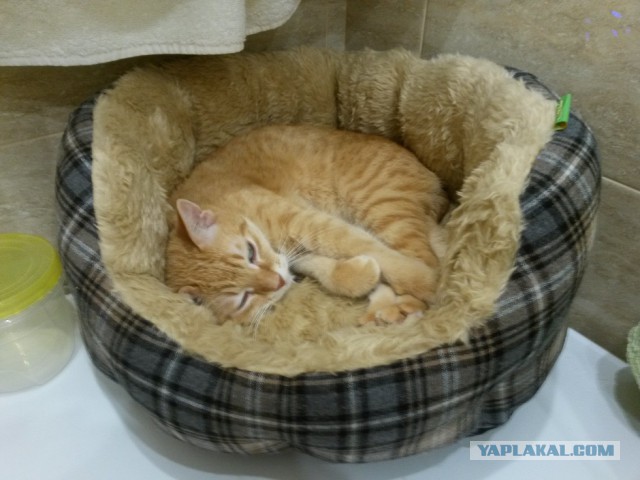 Котовторник  19.12.2017