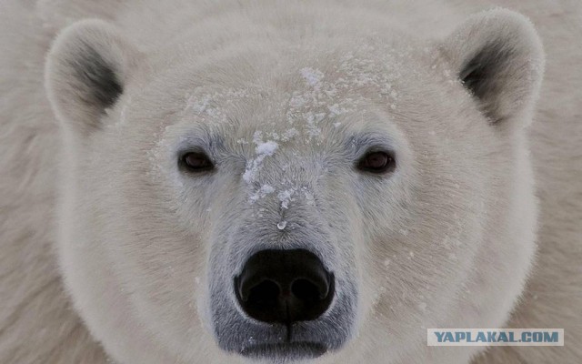 На Ямале белые медведи пришли охотиться на песцов в соседний посёлок