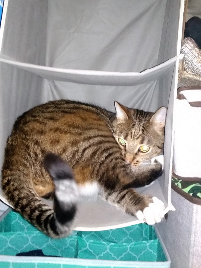 Котовторник 20.02.18