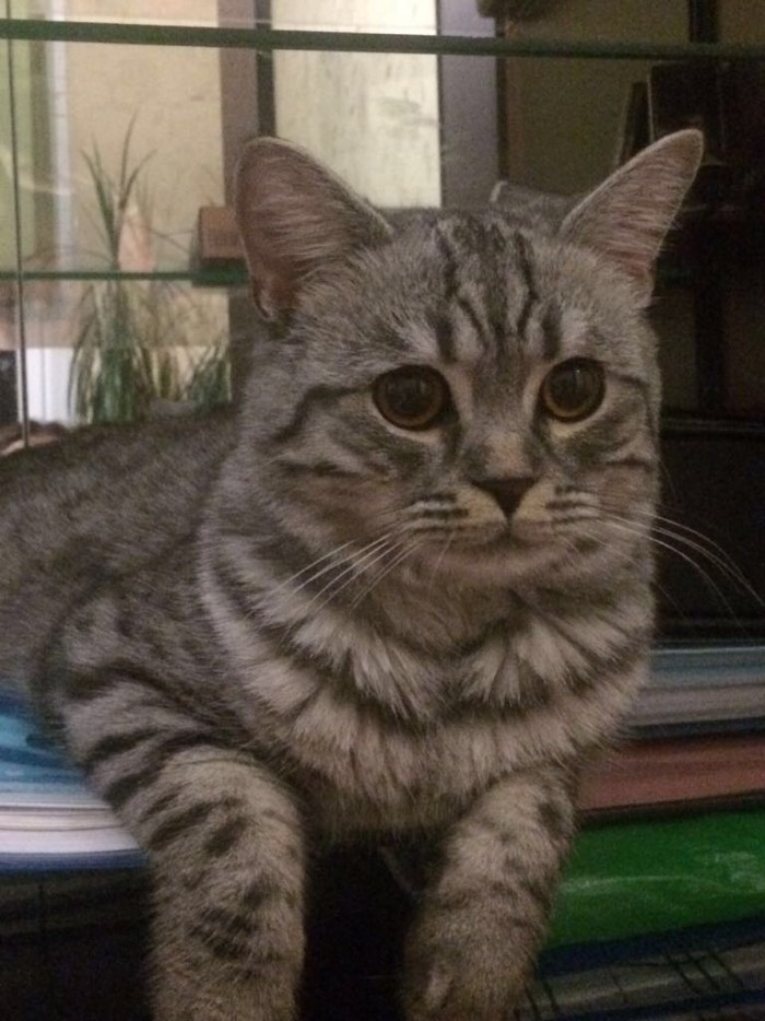 Котовторник ждали? А вот и он!