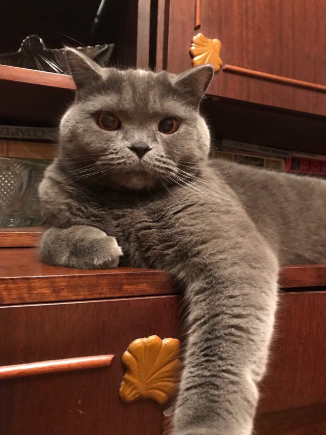Котовторник 19.06.2018