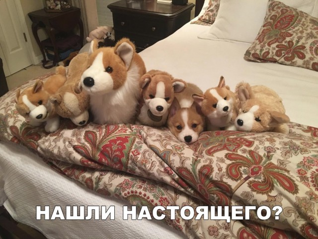 Милые животные. Мимиметр сломался