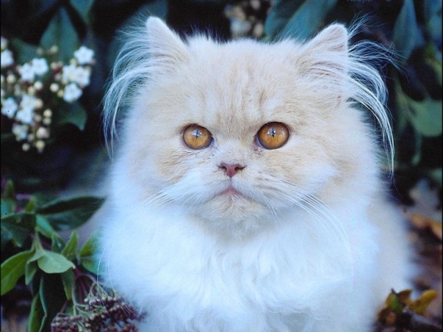 Прикольных котов пост