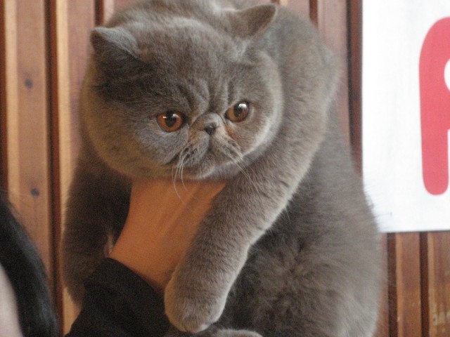 Котовторник 1.02.2011