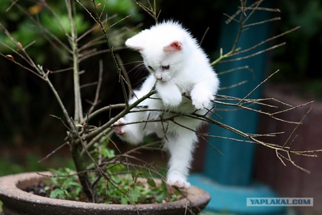 Сегодня котовторник, а котиков все нет