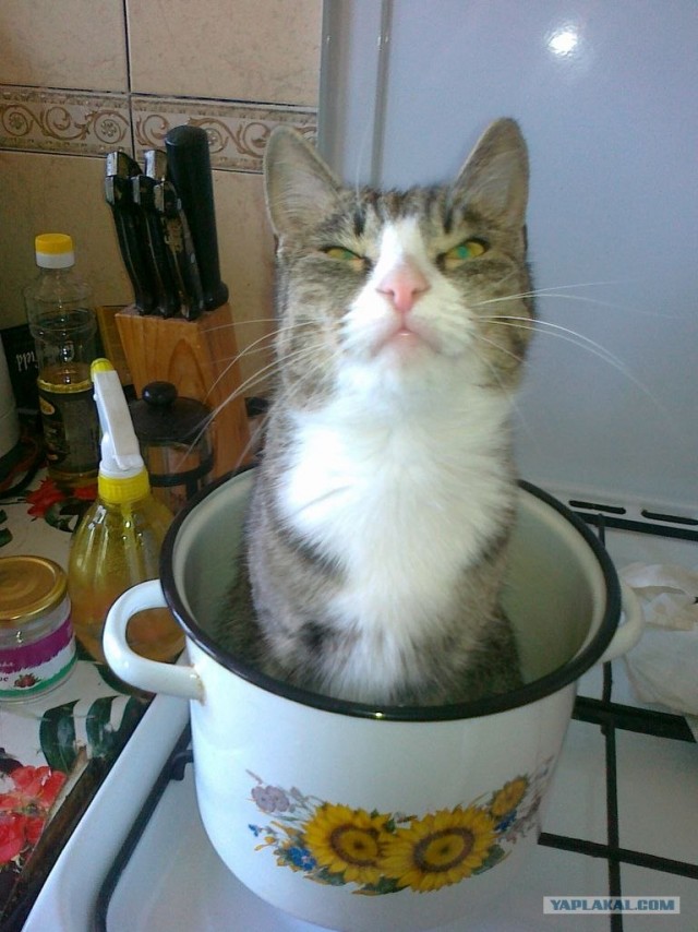 Котовторник на середину июня