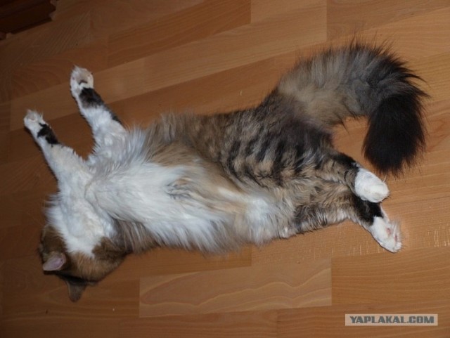 С котовторником !