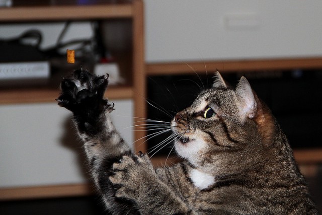 Котовторник!