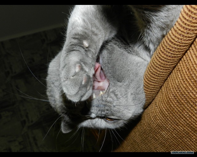 Котовторник 06.12.2011