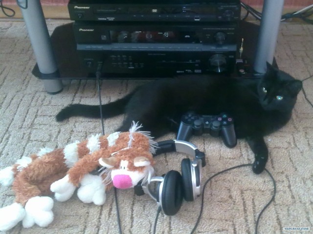 Котовторник 20.12.2011