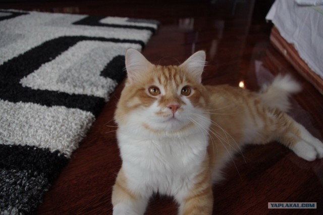Котовторник (07.02.2012)