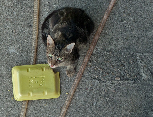 Котовторник 27.03.2012
