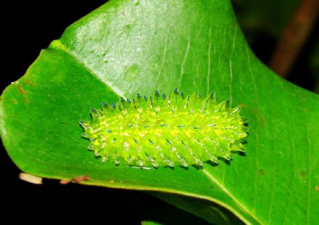 Гусеница - кристалл