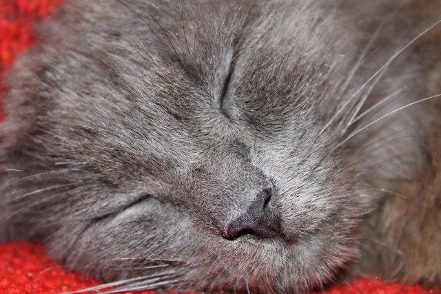 Котовторник (15.05.2012)