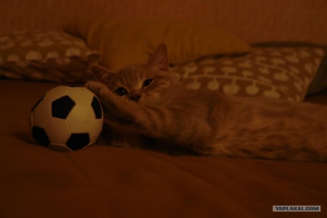Котовторник  19.06.2012