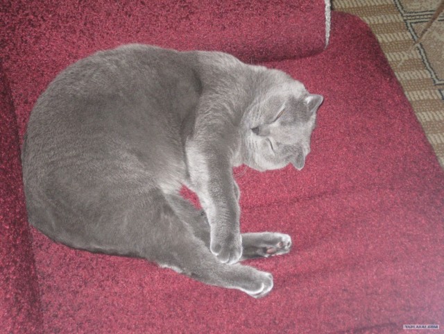 Котовторник 03 07 2012