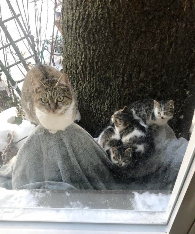 Отчаянная мать в мороз принесла котят к людям