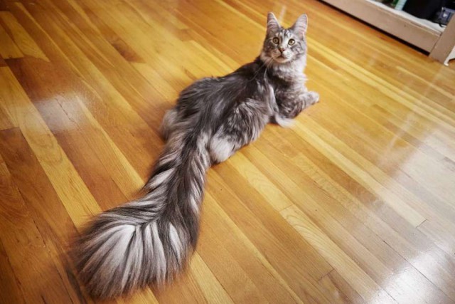 Прикольных котов пост