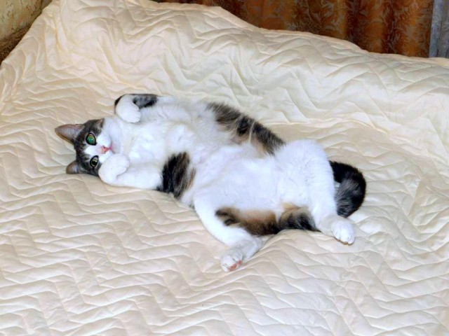 Котовторник 26.02.2019