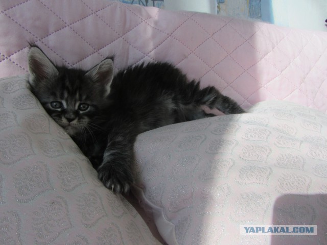 05.03.19 Котовторник же