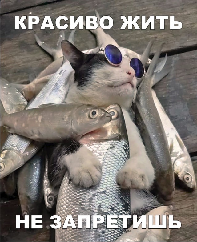 Забавные фото котеек