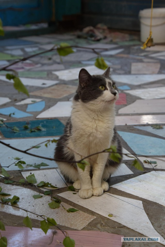 Котовторник 18.06.2019