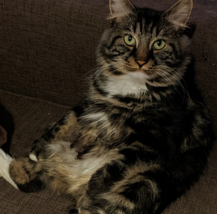 Котовторник 18.06.2019