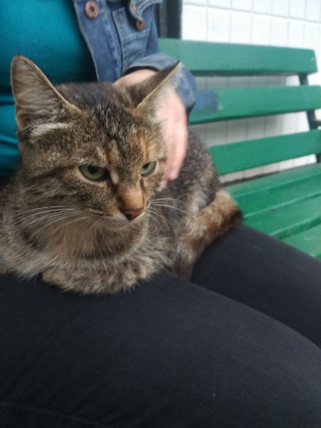 Забавные фото котеек