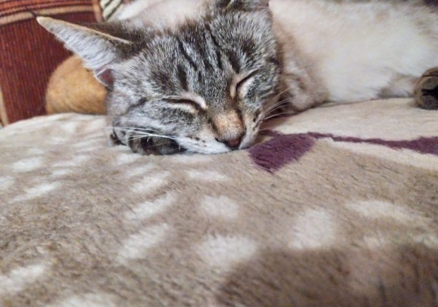 Забавные фото котеек