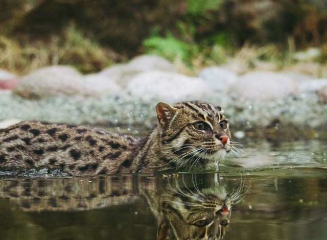 Дикий котовторник 20.08.19