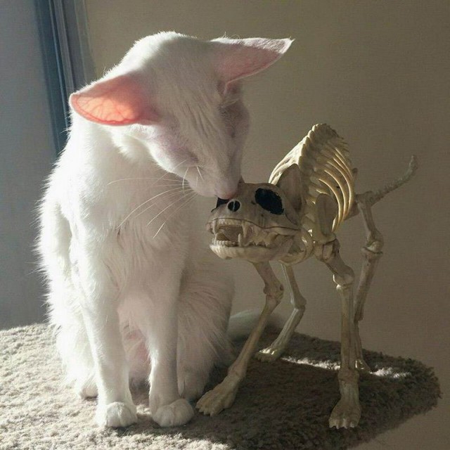 Котовторник 03.03.2020