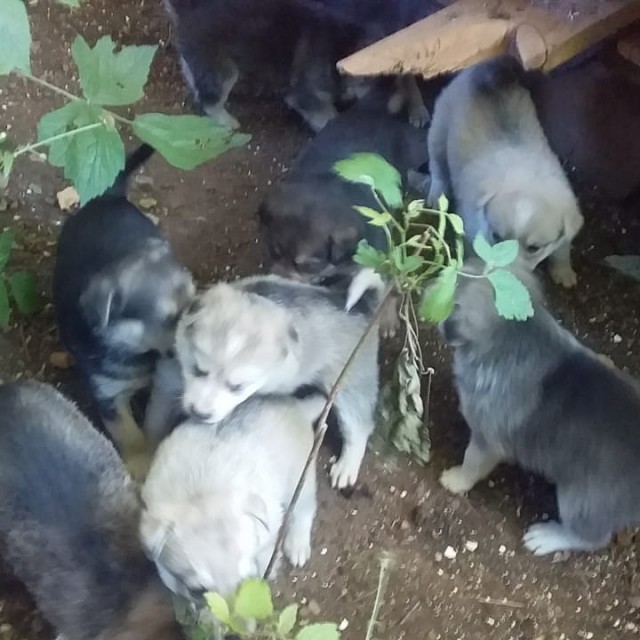Забавные животные
