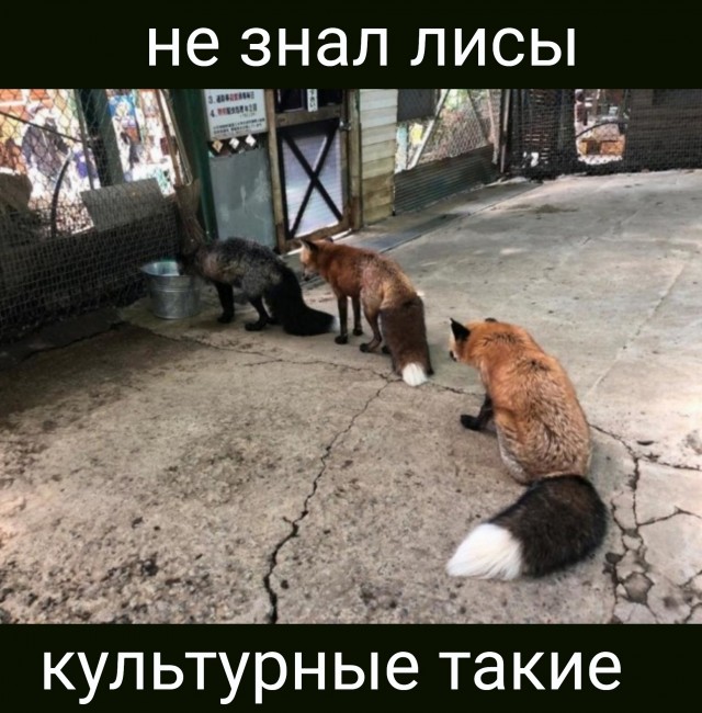Фотки и картинки: юморные и красивые, забавные и милые 16.11.20