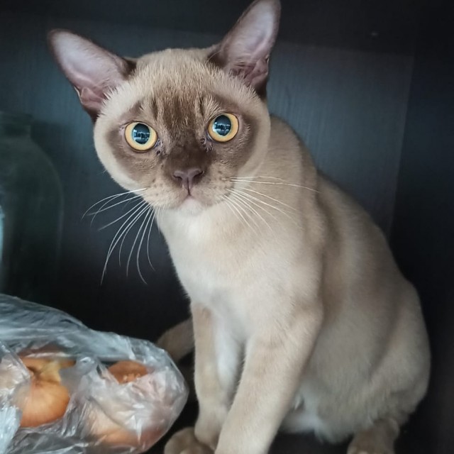 К - Котогеничность