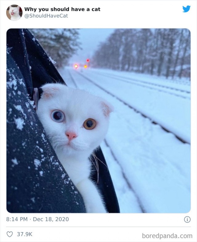 Почему вам нужно завести котов