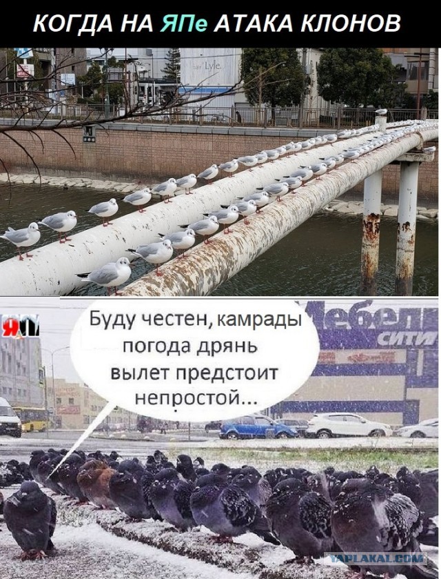 Картинки с надписями и всякие жизненные фразы 17.1.21